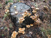 Giarrita - Hypholoma_fasciculare_20101024 012.jpg